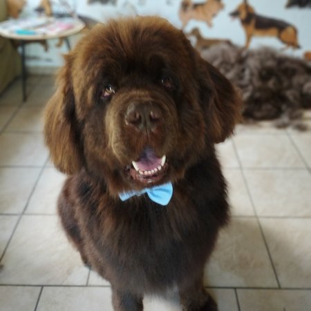 Piesek po pielęgnacji